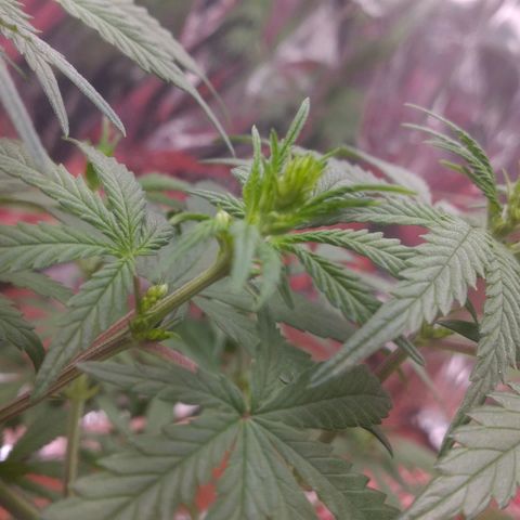 Lisbela growlog photo: PLANTA MACHO