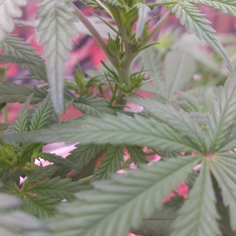 Lisbela growlog photo: PLANTA MACHO