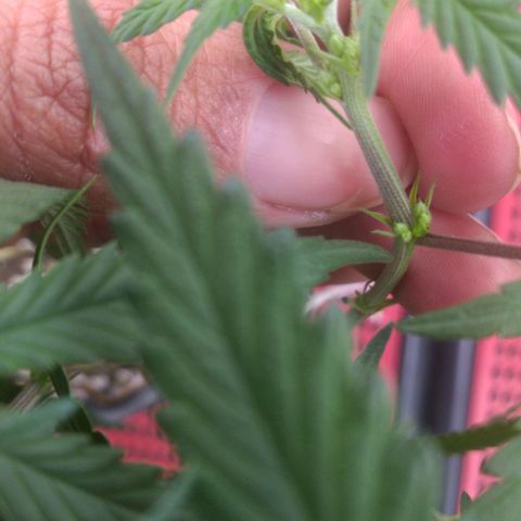 Lisbela growlog photo: PLANTA MACHO