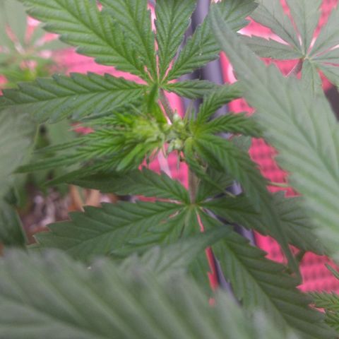 Lisbela growlog photo: PLANTA MACHO