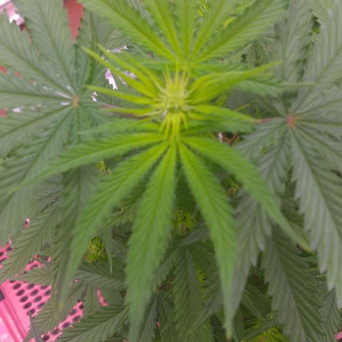 Sofie growlog timeline photo
