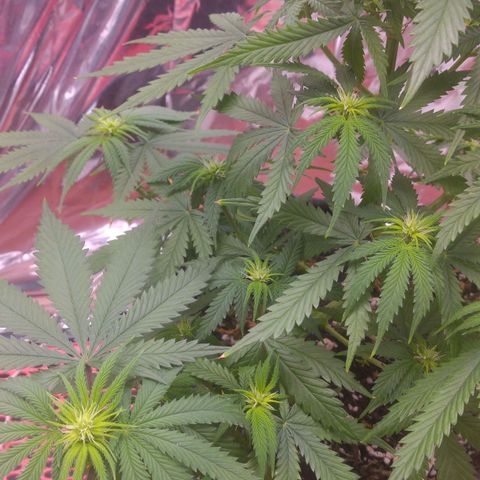 Sofie growlog photo: Início da 3° semana.
Antes da desfolhação 