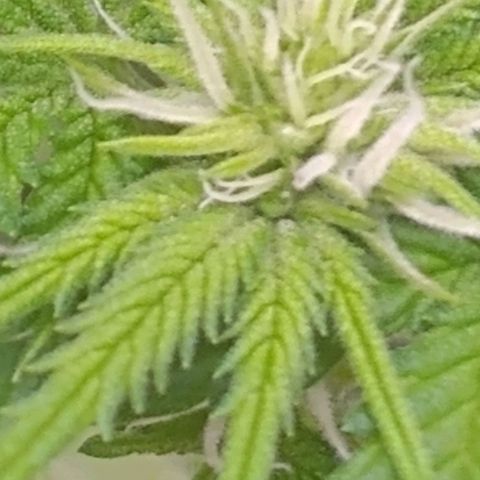 Sofie growlog timeline photo