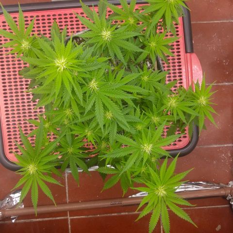 Sofie growlog timeline photo