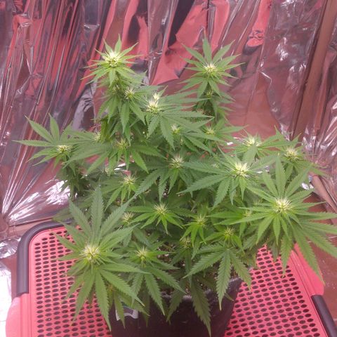 Sofie growlog photo: Início da 4° semana