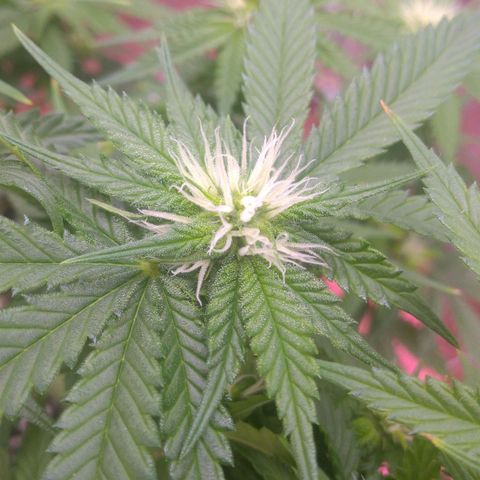 Sofie growlog photo: Início da 4° semana