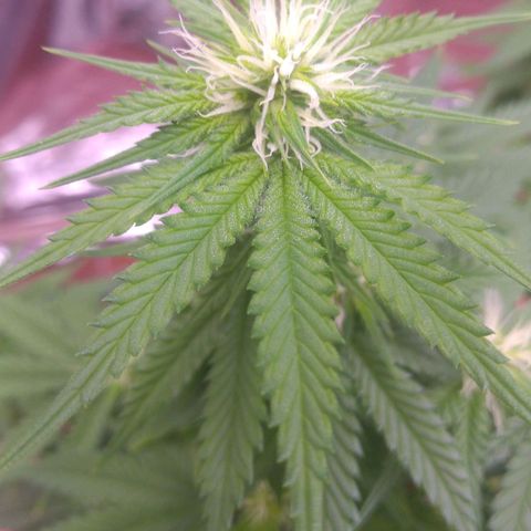 Sofie growlog photo: Início da 4° semana