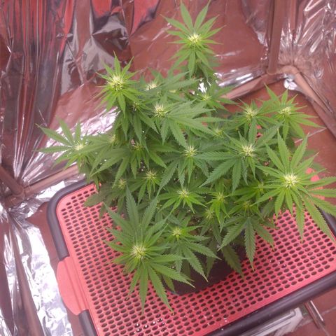 Sofie growlog photo: Início da 4° semana