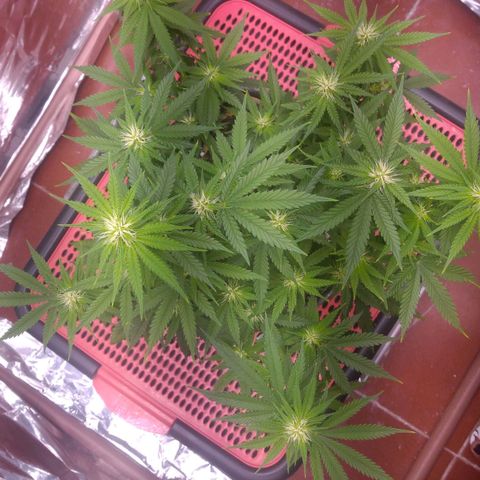 Sofie growlog photo: Início da 4° semana