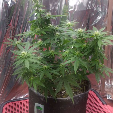 Sofie growlog photo: Início da 4° semana