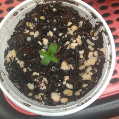Rita Lee  growlog timeline photo