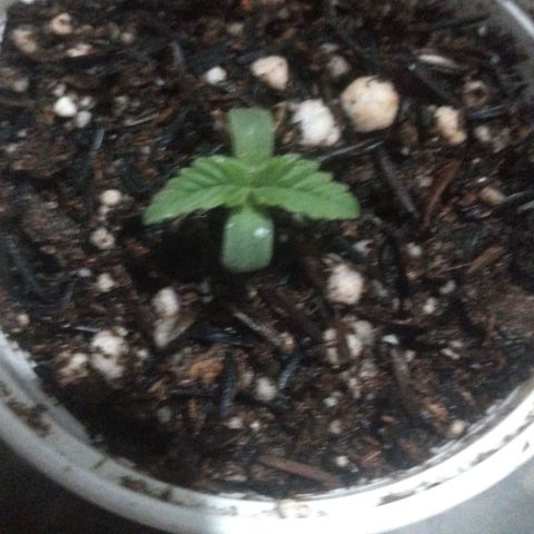 Rita Lee  growlog photo: Rega somente com borrifador 
Utilizando água de babosa