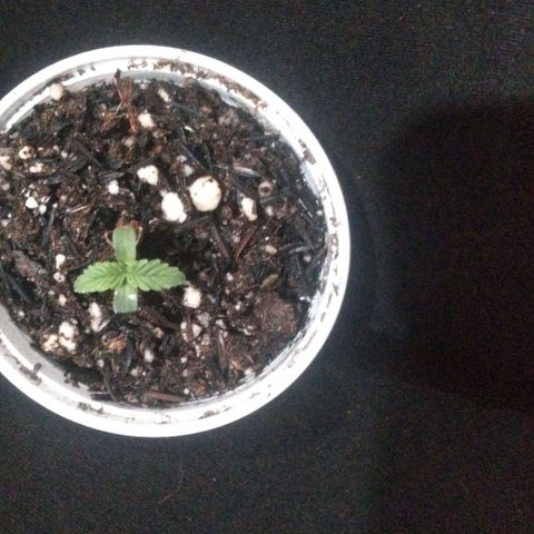 Rita Lee  growlog photo: Rega somente com borrifador 
Utilizando água de babosa