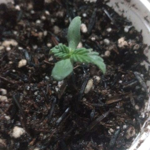 Cássia Eller  growlog timeline photo