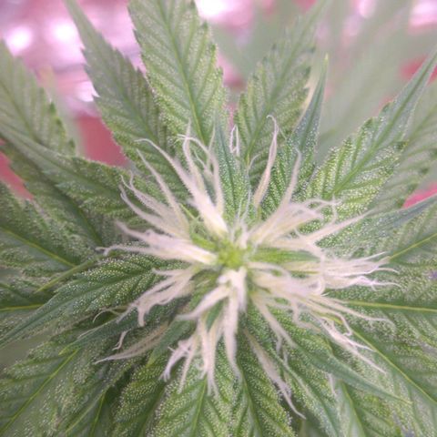 Sofie growlog timeline photo