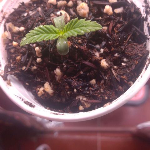 Rita Lee  growlog timeline photo