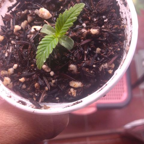 Rita Lee  growlog timeline photo