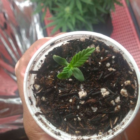 Cássia Eller  growlog timeline photo