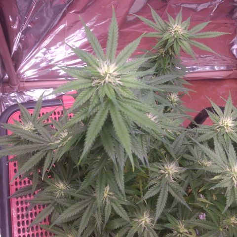 Sofie growlog photo: Início da 5° semana de flora