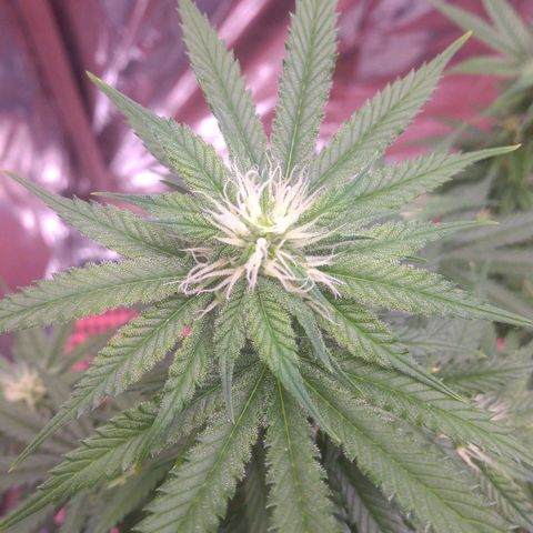 Sofie growlog photo: Início da 5° semana de flora
