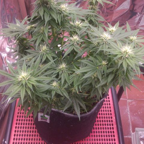 Sofie growlog photo: Início da 5° semana de flora