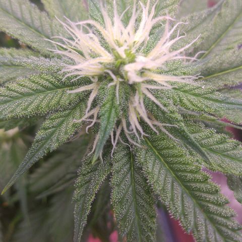 Sofie growlog timeline photo