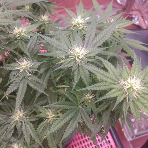 Sofie growlog photo: Início da 5° semana de flora