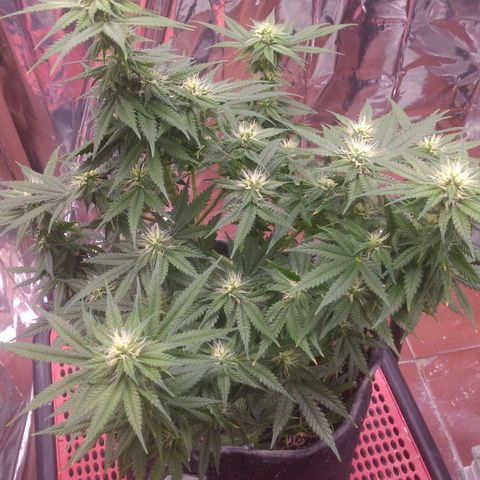 Sofie growlog photo: Início da 5° semana de flora