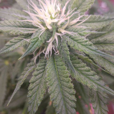 Sofie growlog timeline photo