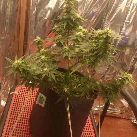Sofie growlog timeline photo