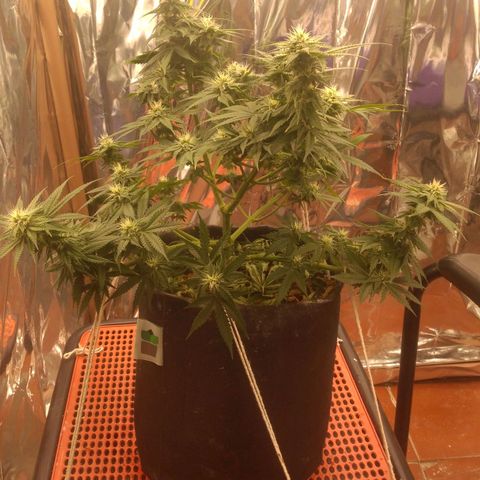 Sofie growlog timeline photo