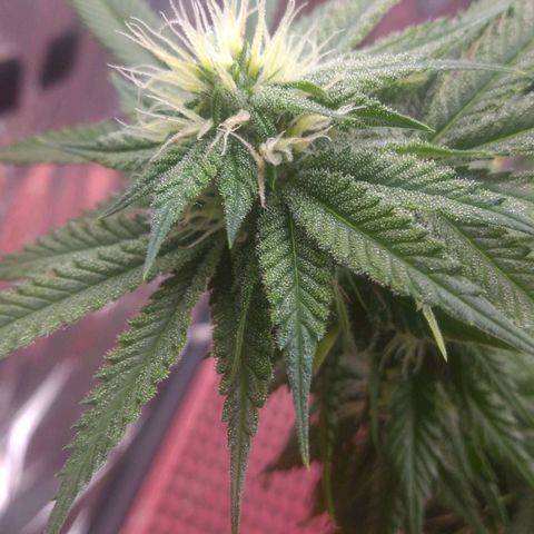Sofie growlog timeline photo