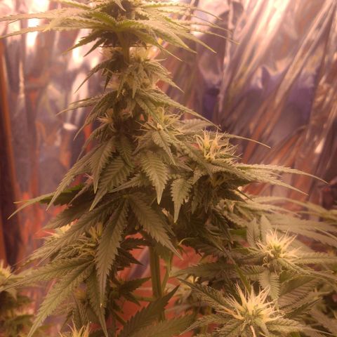 Sofie growlog timeline photo