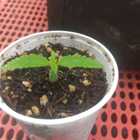 Rita Lee  growlog timeline photo