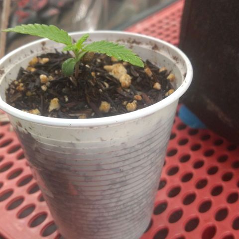 Rita Lee  growlog timeline photo