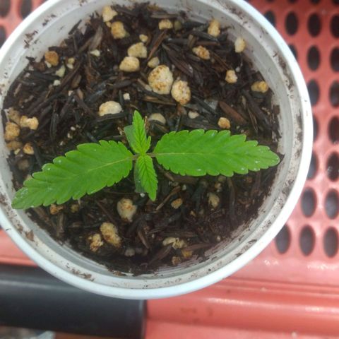 Rita Lee  growlog timeline photo