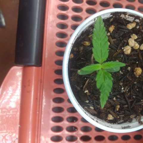 Cássia Eller  growlog timeline photo