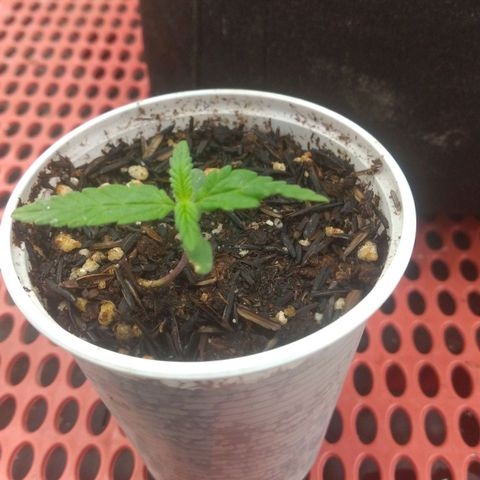 Cássia Eller  growlog timeline photo