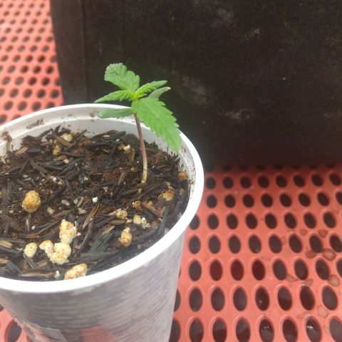 Cássia Eller  growlog timeline photo