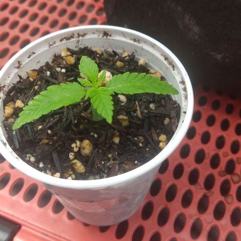 Rita Lee  growlog timeline photo