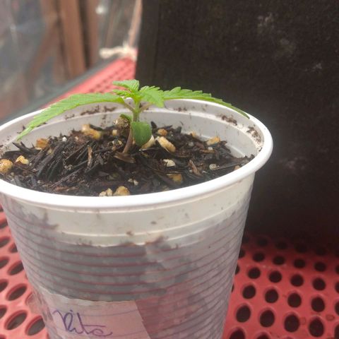 Rita Lee  growlog timeline photo