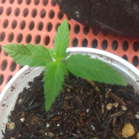 Cássia Eller  growlog timeline photo