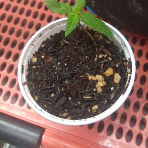 Cássia Eller  growlog timeline photo
