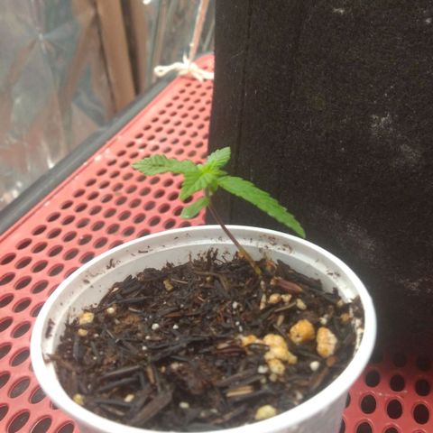 Cássia Eller  growlog timeline photo