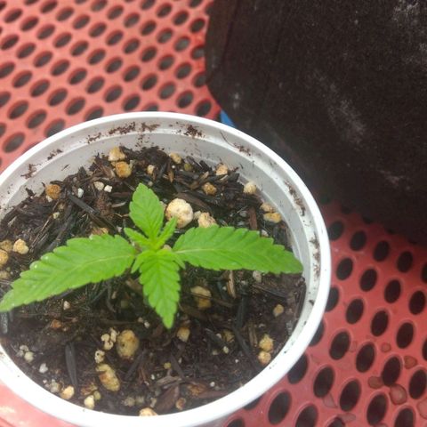 Rita Lee  growlog timeline photo