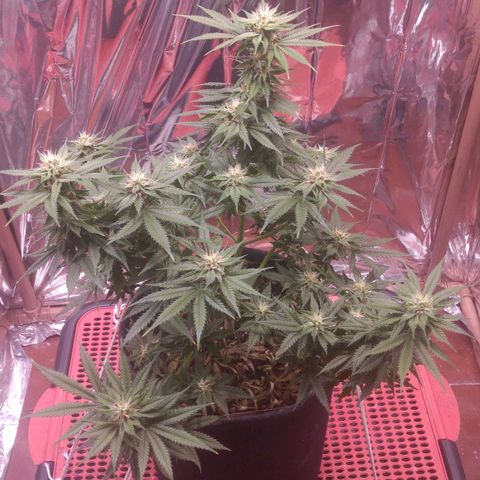 Sofie growlog photo: Início da 6° semana de flora