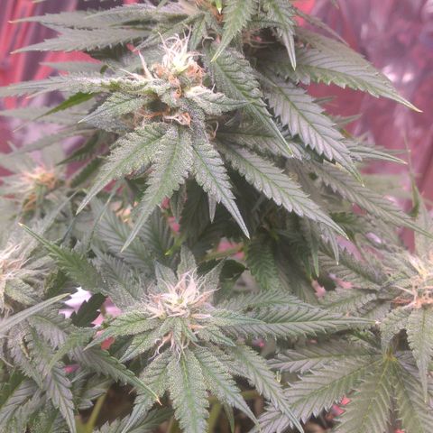 Sofie growlog photo: Início da 6° semana de flora