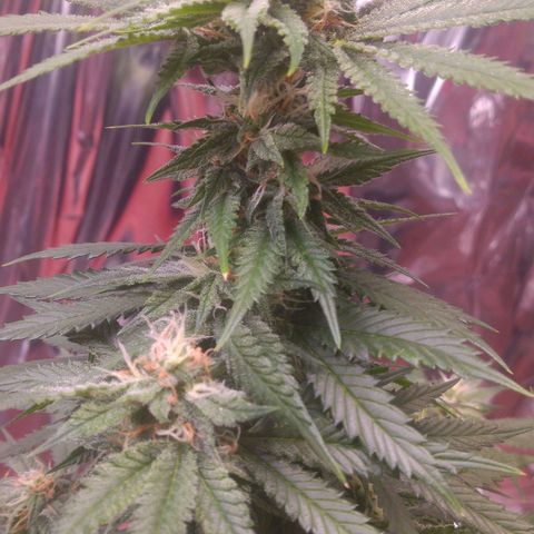 Sofie growlog photo: Início da 6° semana de flora