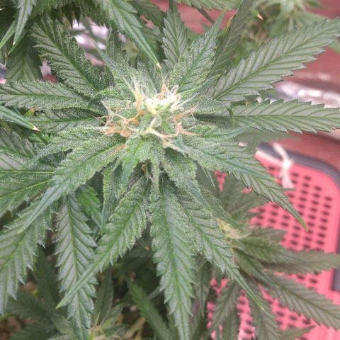 Sofie growlog photo: Início da 6° semana de flora