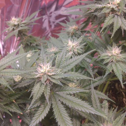 Sofie growlog photo: Início da 6° semana de flora